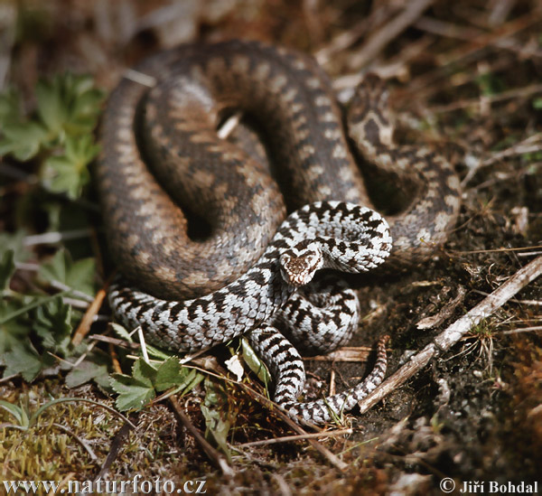 Vretenica severná (Vipera berus)