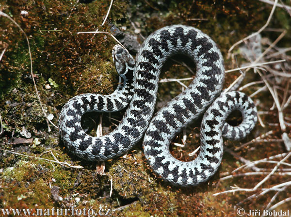 Vretenica severná (Vipera berus)