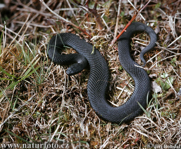 Vretenica severná (Vipera berus)