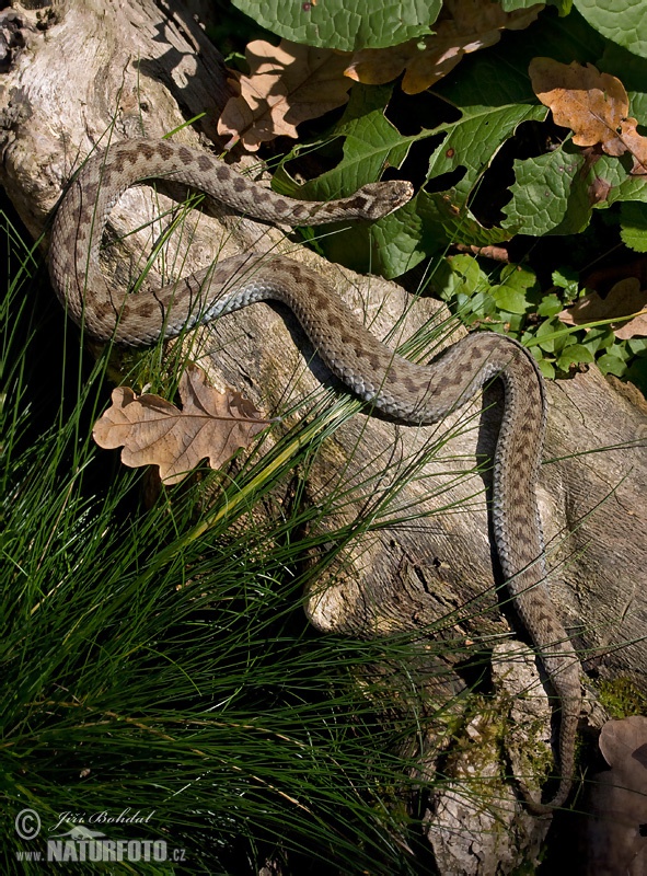 Vretenica severná (Vipera berus)