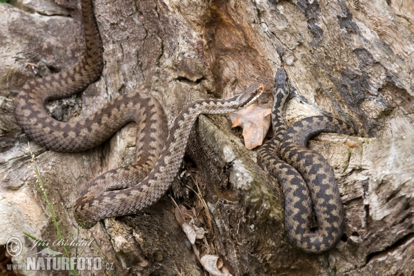 Vretenica severná (Vipera berus)