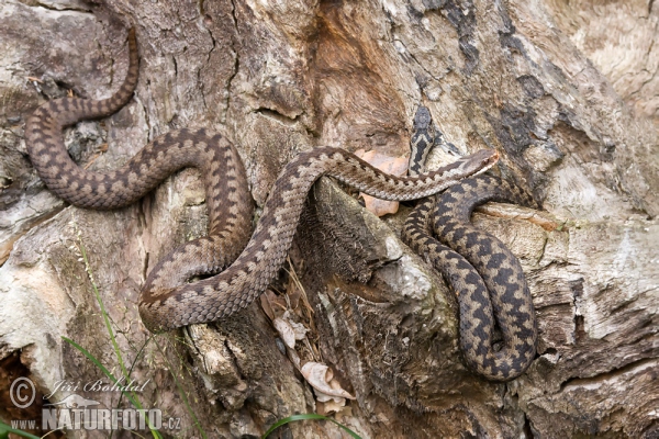 Vretenica severná (Vipera berus)