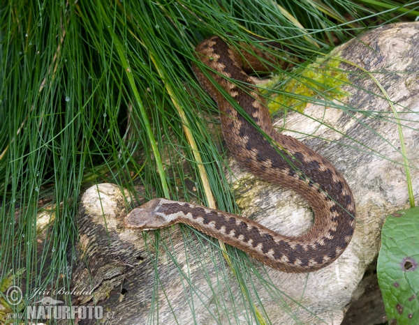 Vretenica severná (Vipera berus)