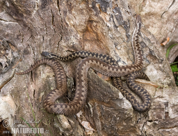 Vretenica severná (Vipera berus)