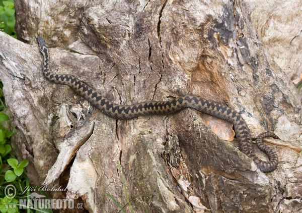 Vretenica severná (Vipera berus)