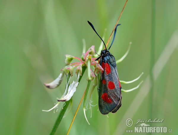 Vřetenuška kozincová (Zygaena loti)