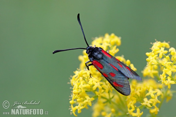 Vřetenuška kozincová (Zygaena loti)