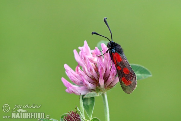 Vretienka kozincová (Zygaena loti)