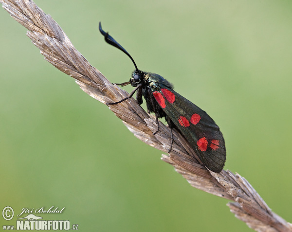 Vretienka obyčajná (Zygaena filipendulae)