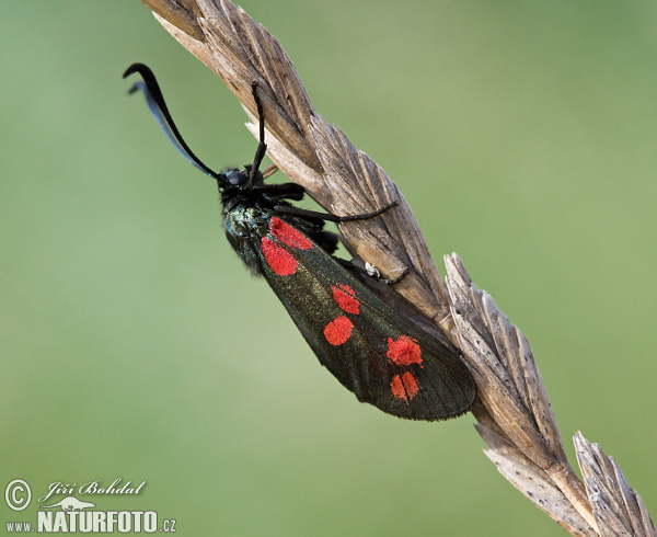 Vretienka obyčajná (Zygaena filipendulae)