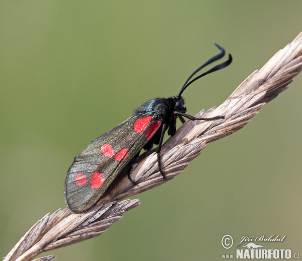 Vretienka obyčajná (Zygaena filipendulae)