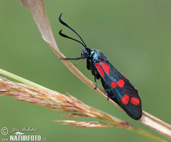 Vretienka obyčajná (Zygaena filipendulae)