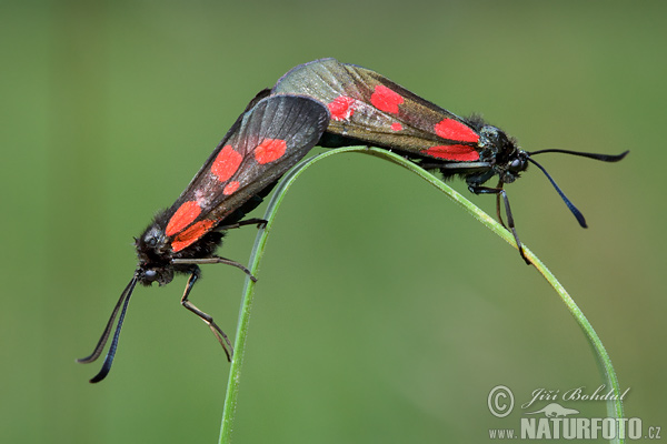 Vretienka viková (Zygaena viciae)