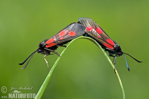 Vretienka viková (Zygaena viciae)