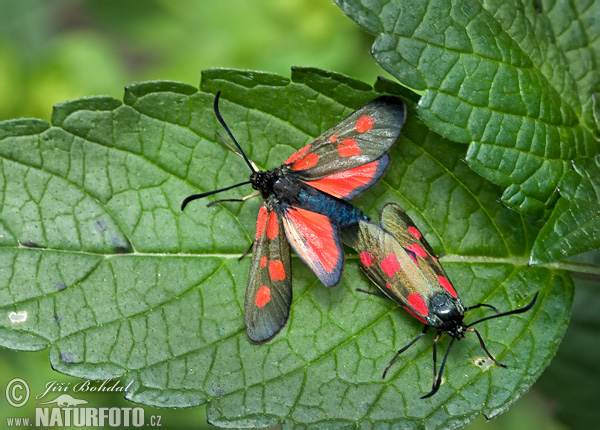 Vretienka viková (Zygaena viciae)