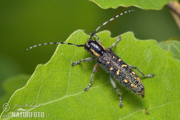 Vrzúnik osikový (Saperda populnea)