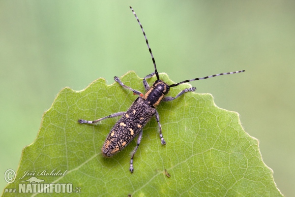 Vrzúnik osikový (Saperda populnea)