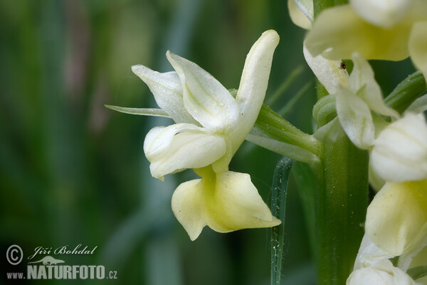 Vstavač bledý (Orchis pallens)