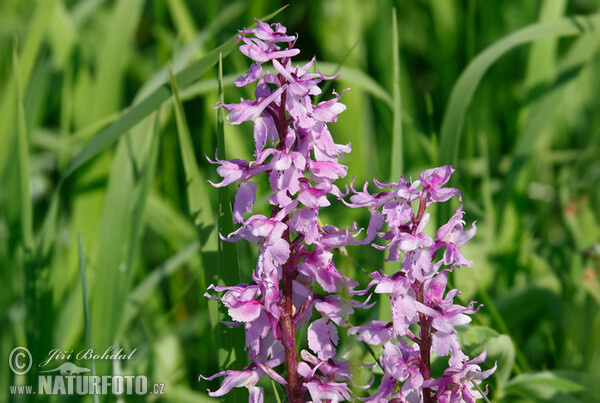 Vstavač mužský znamenaný (Orchis mascula subsp. speciosa)