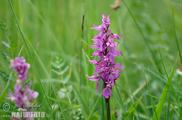 Vstavač mužský znamenaný (Orchis mascula subsp. speciosa)