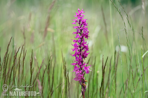 Vstavač mužský znamenaný (Orchis mascula subsp. speciosa)