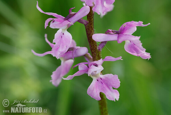 Vstavač mužský znamenaný (Orchis mascula subsp. speciosa)