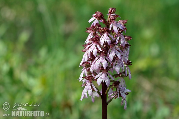 Vstavač nachový (Orchis purpurea)