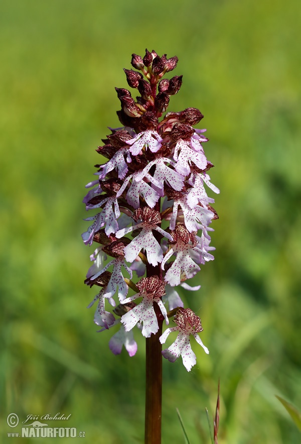 Vstavač purpurový (Orchis purpurea)