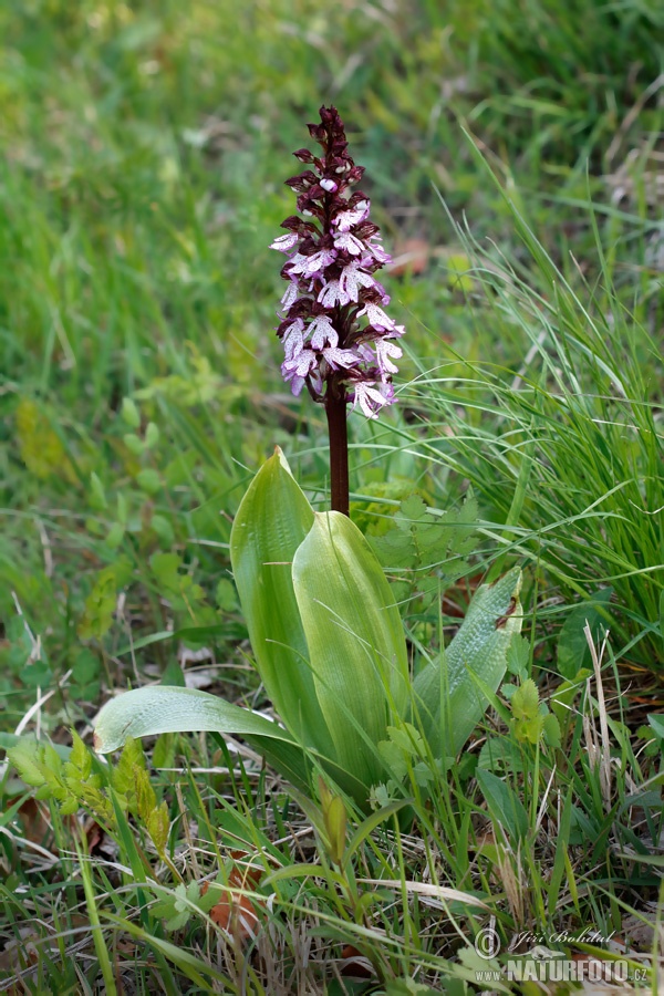 Vstavač purpurový (Orchis purpurea)