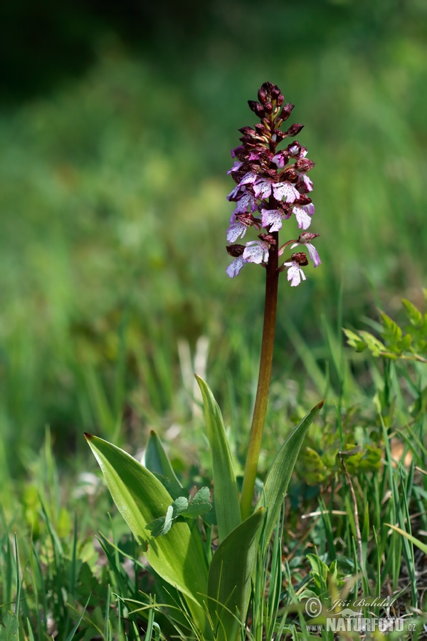 Vstavač purpurový (Orchis purpurea)