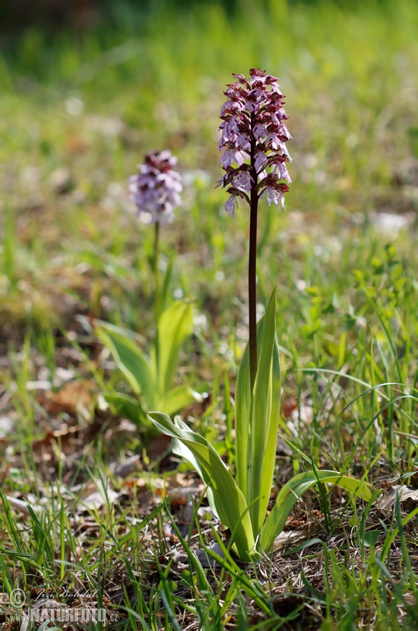 Vstavač purpurový (Orchis purpurea)