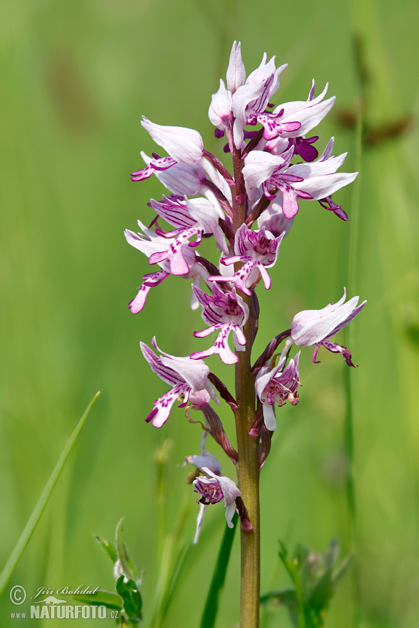 Vstavač vojenský (Orchis militaris)