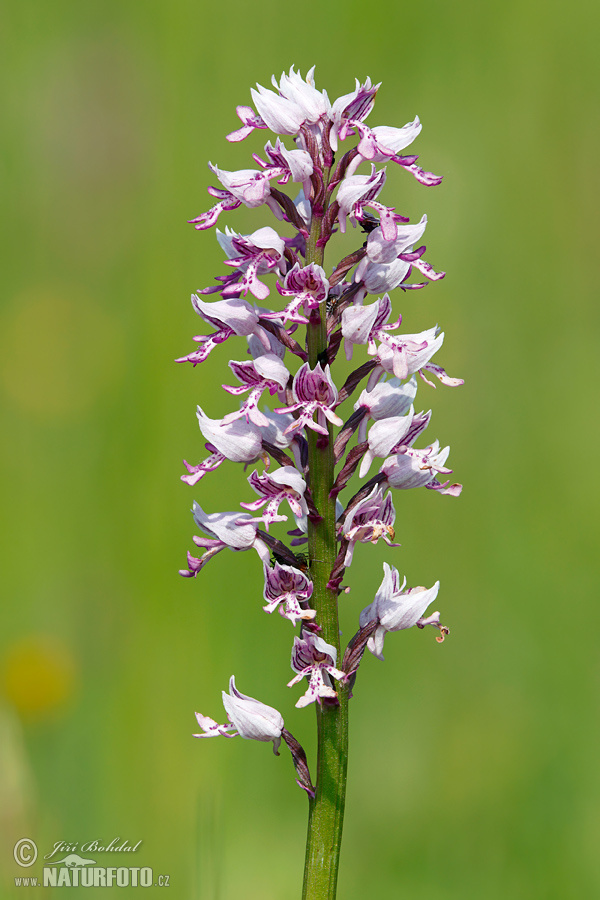 Vstavač vojenský (Orchis militaris)