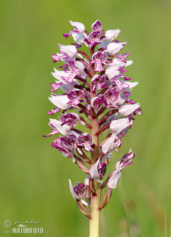 Vstavač vojenský (Orchis militaris)