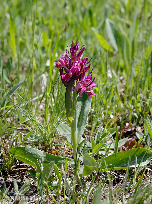 Vstavačovec bazový (Dactylorhiza sambucina)