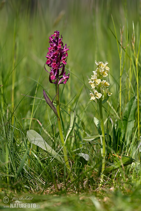 Vstavačovec bazový (Dactylorhiza sambucina)