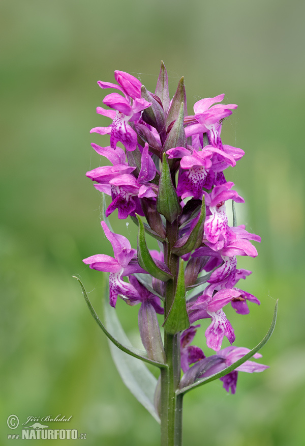 Vstavačovec májový (Dactylorhiza majalis)