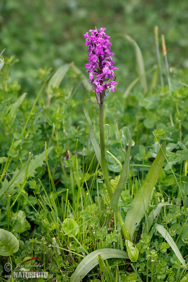 Vstavačovec májový (Dactylorhiza majalis)