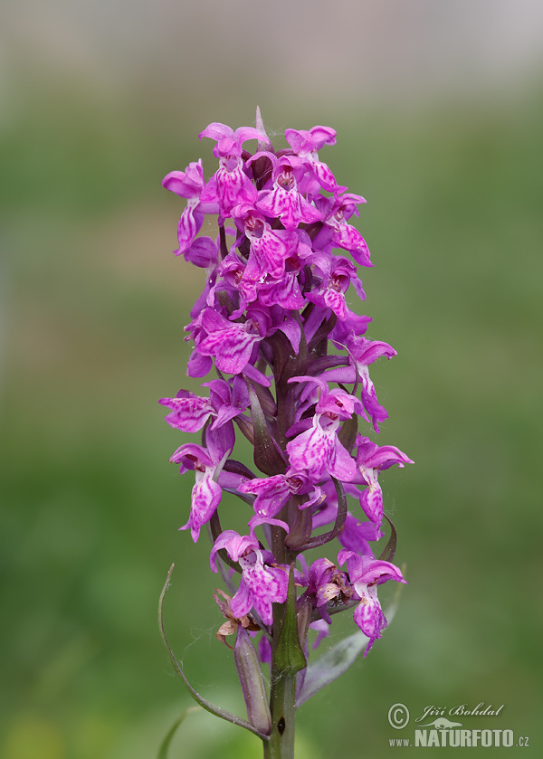 Vstavačovec májový (Dactylorhiza majalis)