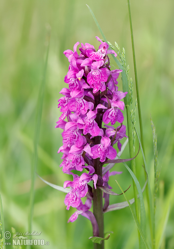 Vstavačovec májový (Dactylorhiza majalis)