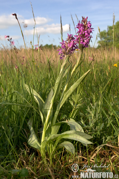 Vstavačovec májový (Dactylorhiza majalis)