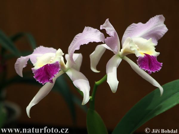 Vstavačovité (Orchidea sp.)