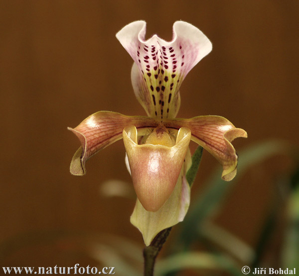 Vstavačovité (Orchidea sp.)