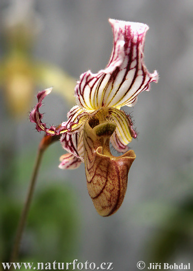 Vstavačovité (Orchidea sp.)