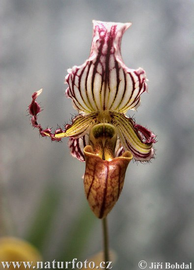 Vstavačovité (Orchidea sp.)