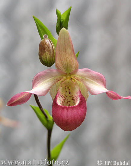 Vstavačovité (Orchidea sp.)