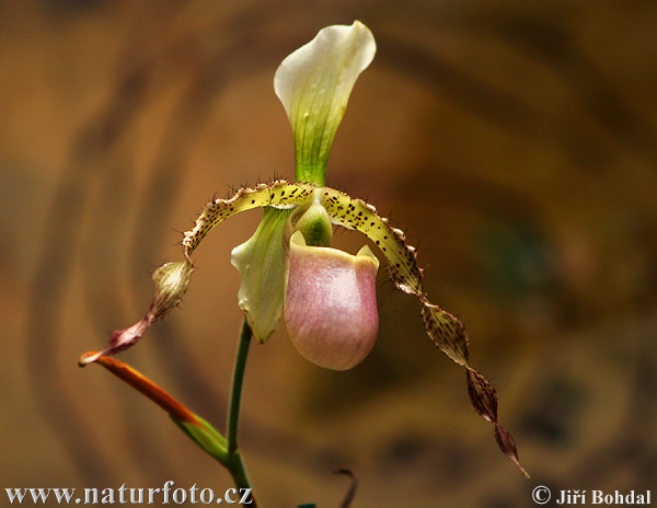 Vstavačovité (Orchidea sp.)