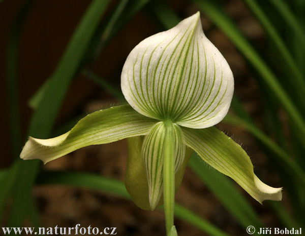 Vstavačovité (Orchidea sp.)