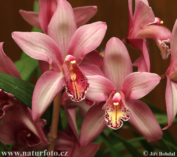 Vstavačovité (Orchidea sp.)