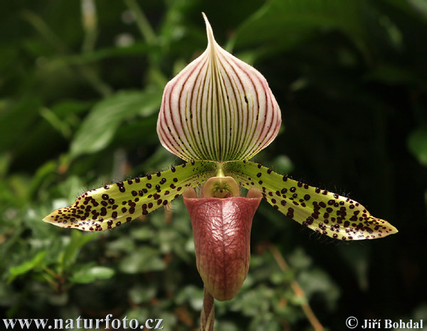 Vstavačovité (Orchidea sp.)